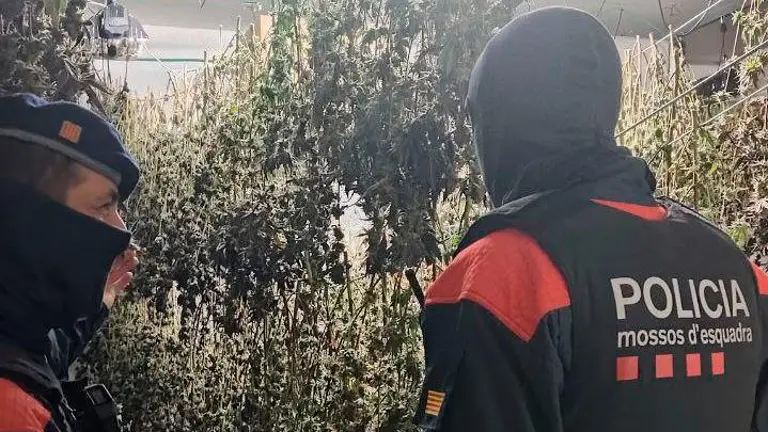 Desmantelada una plantación de marihuana en una casa del centro de Salou